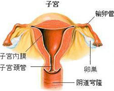 做泰国试管前,如何判断女性卵巢功能好坏呢?