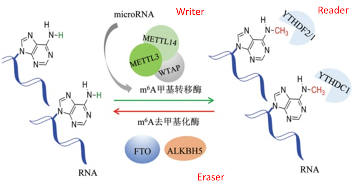 1,m6a rna甲基化是极常见,极丰富的真核生物mrna转录后修饰,现在的