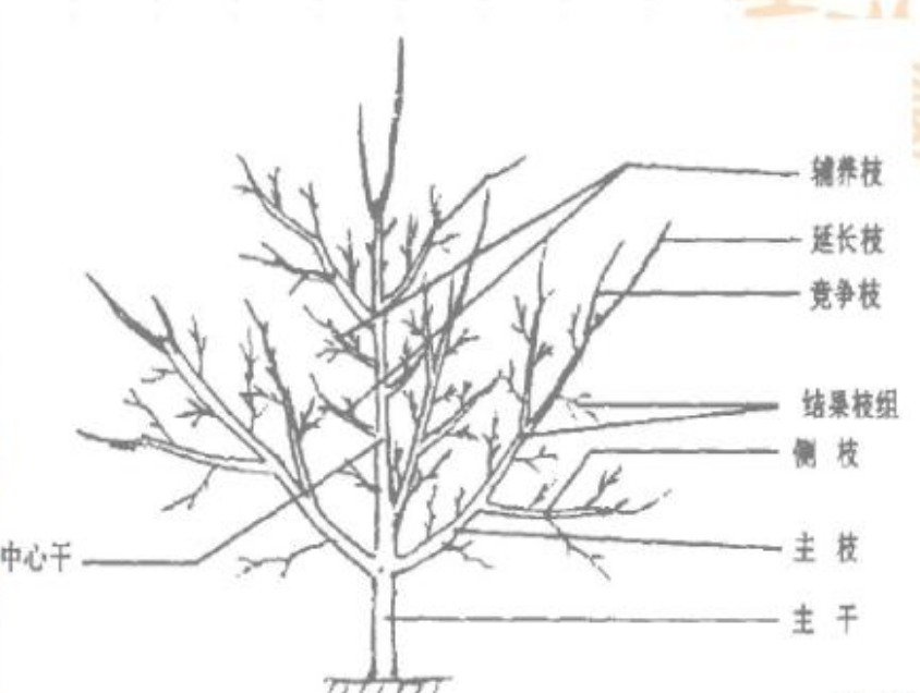 果树的整形修剪对作物后期生长很重要