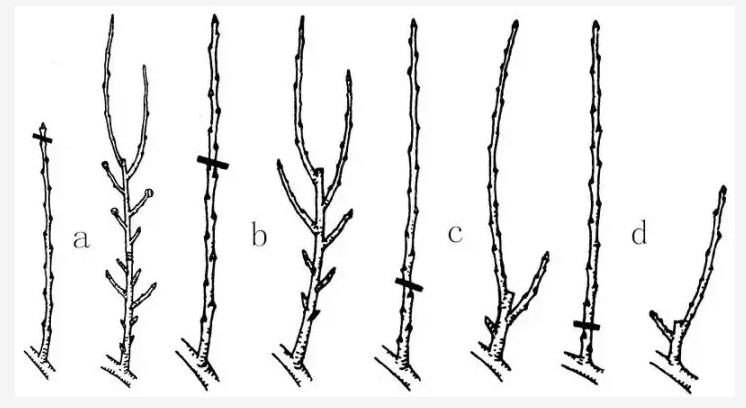 果树的整形修剪对作物后期生长很重要