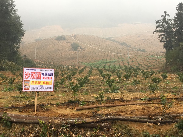 沙漠菌微生物菌剂