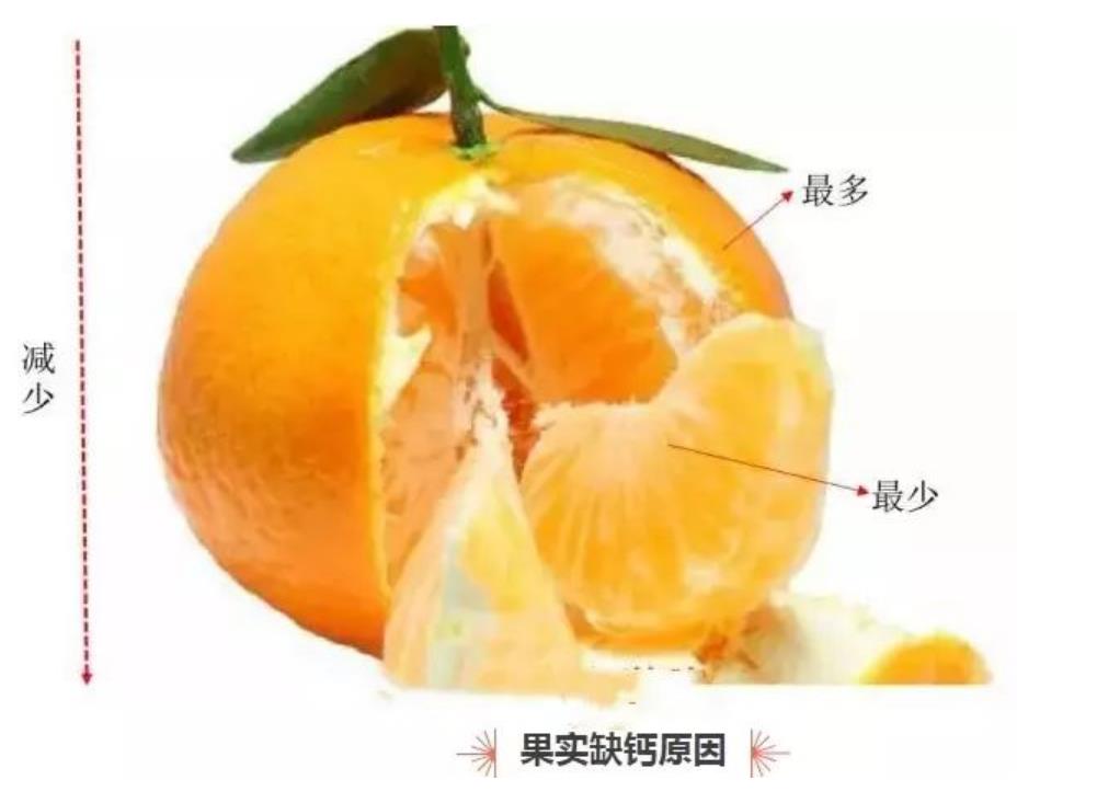 柑橘裂果