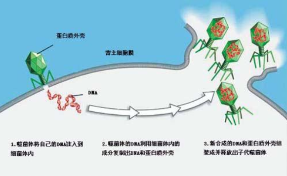 不是所有的芽孢杆菌都很强大