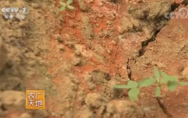 生物有机肥改善土壤理化性状