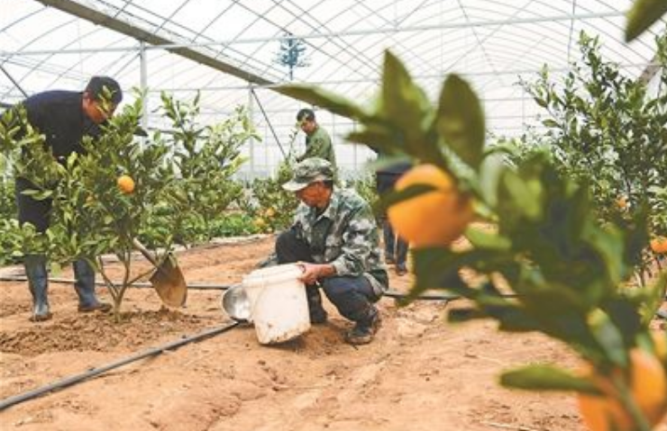 套袋后增施磷肥