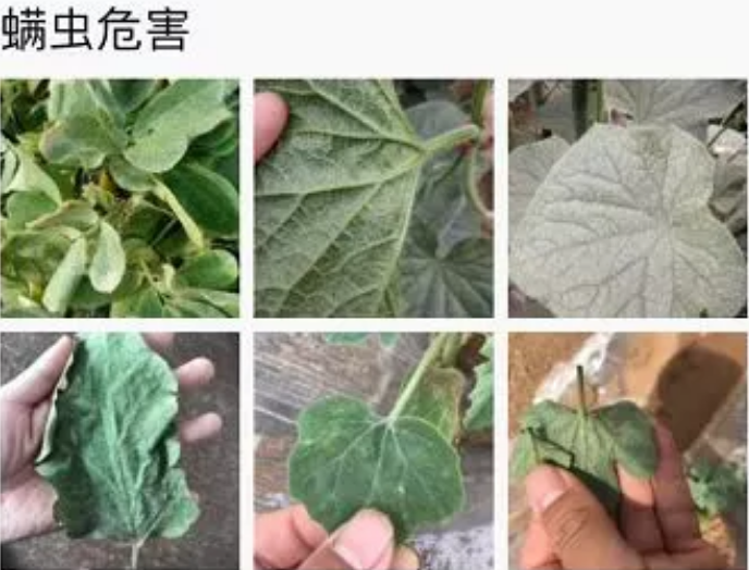 生物有机肥中的菌可以抑制病菌