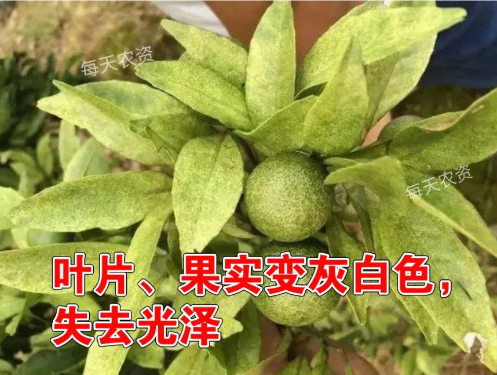 生物有机肥中的菌可以抑制病菌