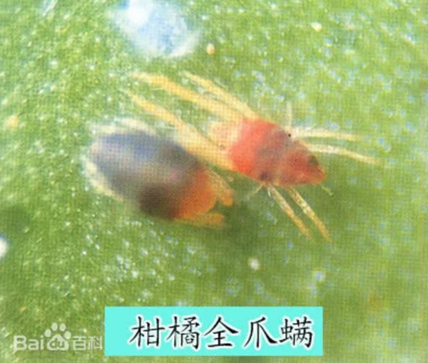 生物有机肥中的菌可以抑制病菌