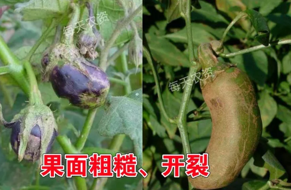 生物有机肥中的菌可以抑制病菌