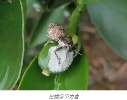 柑橘多使用生物有机肥，增加品质