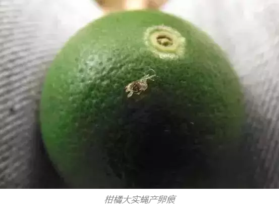 柑橘多使用生物有机肥，增加品质