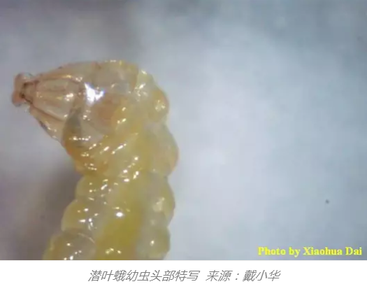 柑橘多使用生物有机肥，增加品质