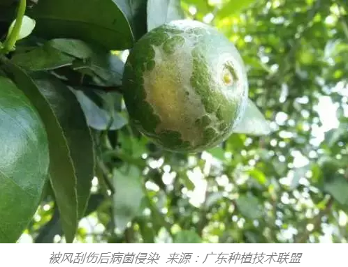 生物有机肥厂家认为柑橘必须使用生物肥