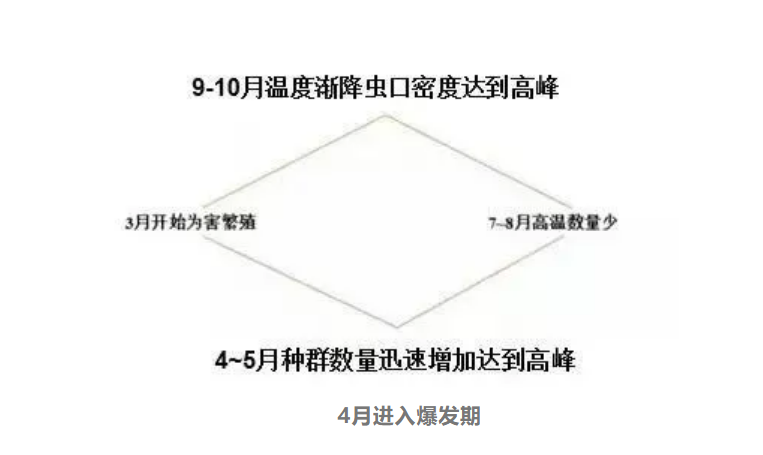 红蜘蛛使用生物有机肥可以抑制