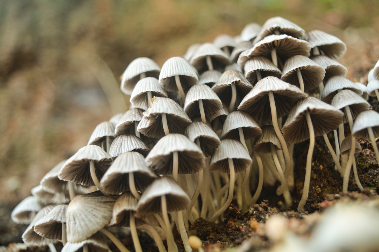 生物有机肥使用注意事项，请注意