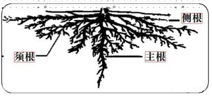 生物有机肥厂家提醒，根系决定产量