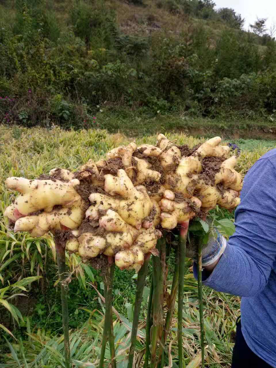 生物有机肥对植物根系有很大的帮助