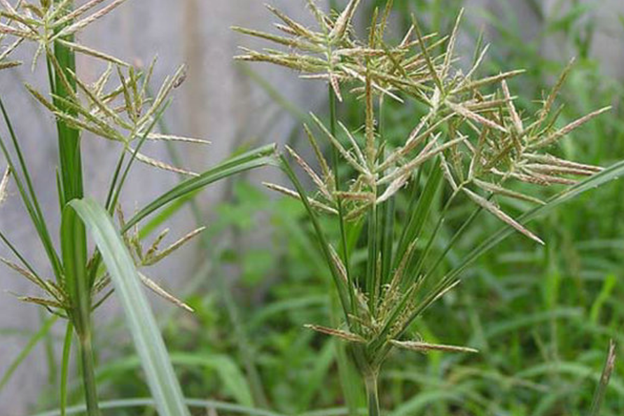 恶性杂草，生物有机肥