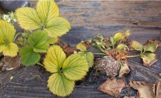 地没劲，根系弱，病害多 - 土壤障害治理对策 - 生物有机肥