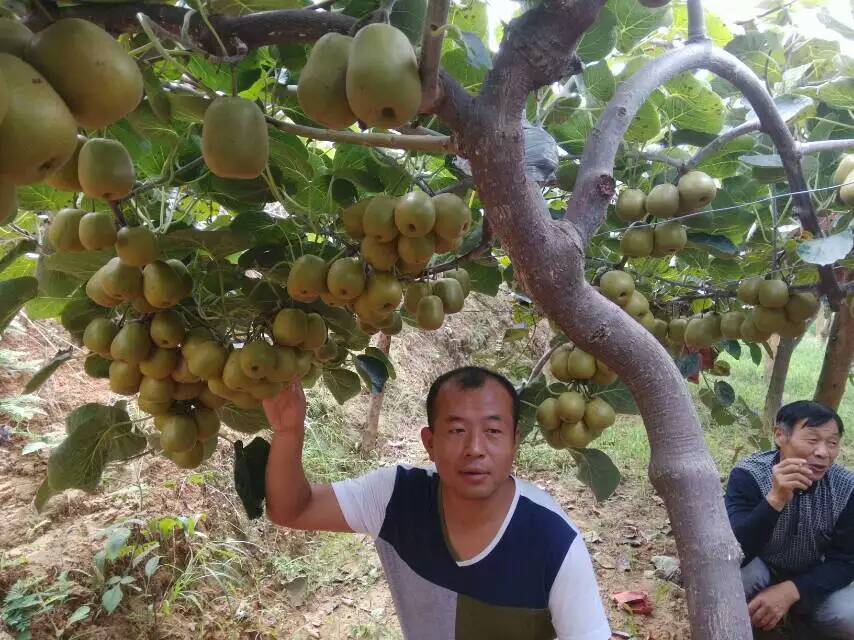 生物有机肥效果回馈