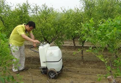 生物有机肥是未来生物肥发展的趋势