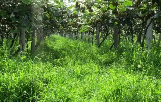 果园生草加生物有机肥来帮忙，效果杠杠的