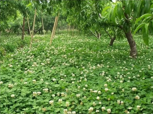 果园生草加生物有机肥来帮忙，效果杠杠的