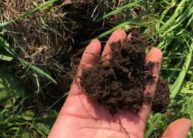 果园生草加生物有机肥来帮忙，效果杠杠的