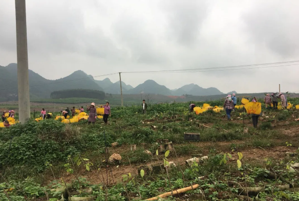 微生物肥料对于农业的重要作用