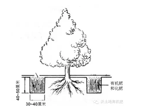 有机肥穴状施肥