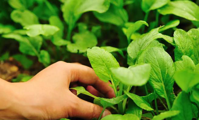 生物有机肥具有培肥土壤、改善产量的效果