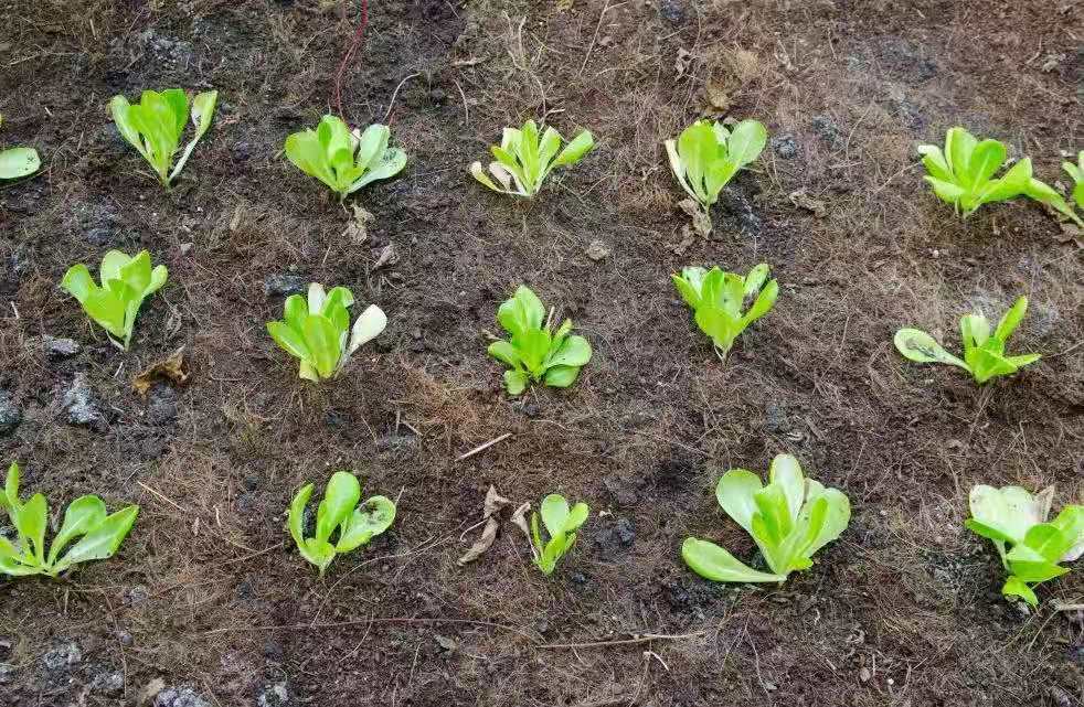 生物有机肥培育的菜苗