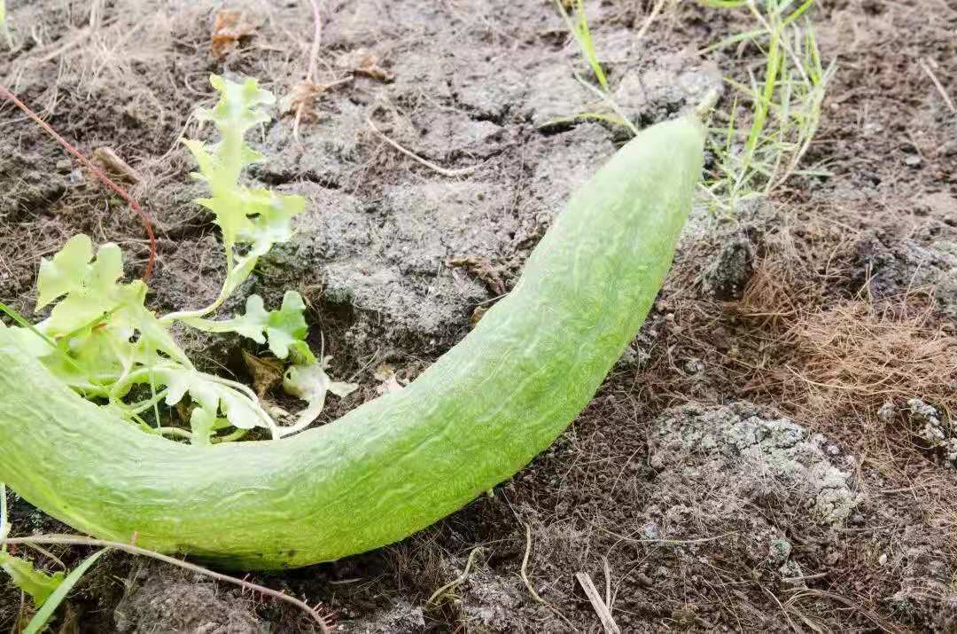 生物有机肥能提高作物产量