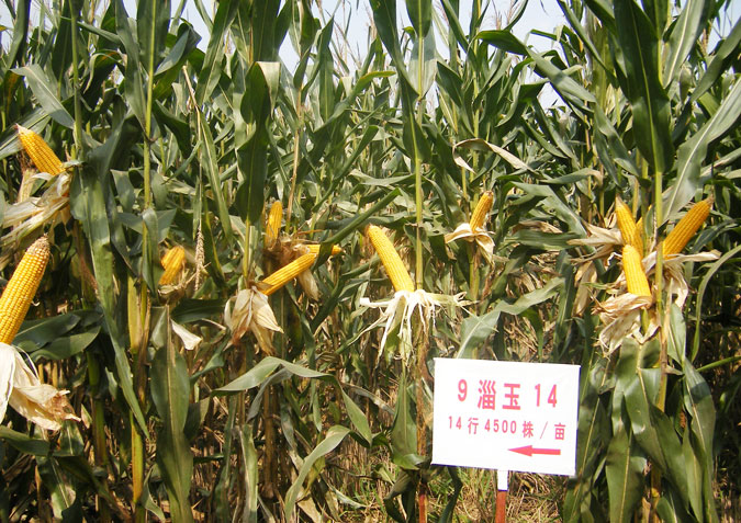 如何提高玉米的存活率提高产量
