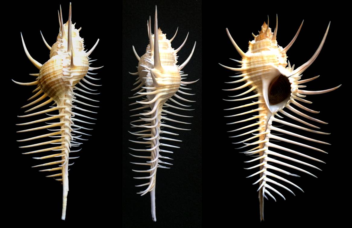 维纳斯骨螺(murex pecten,俗名骨螺,蜊螺,三列刺