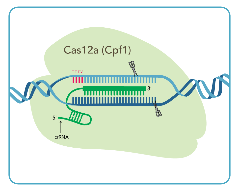 crispr-cas12a(cpf1)