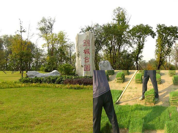 草坪为何总在换季时“掉链子”？