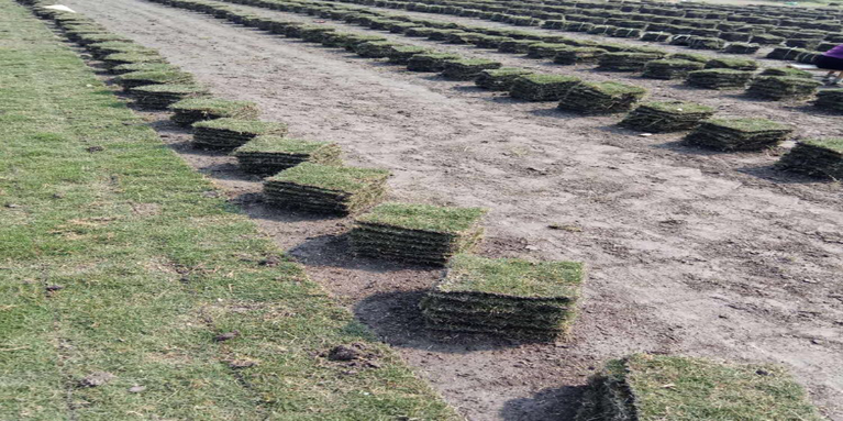 陕西的台湾二号草坪