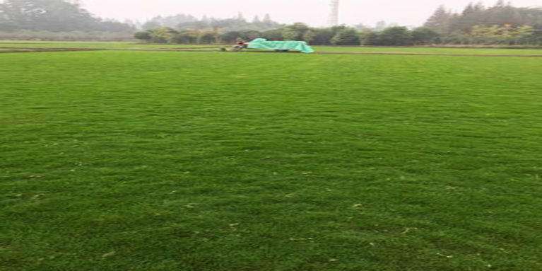 贵州榕江县的果岭草