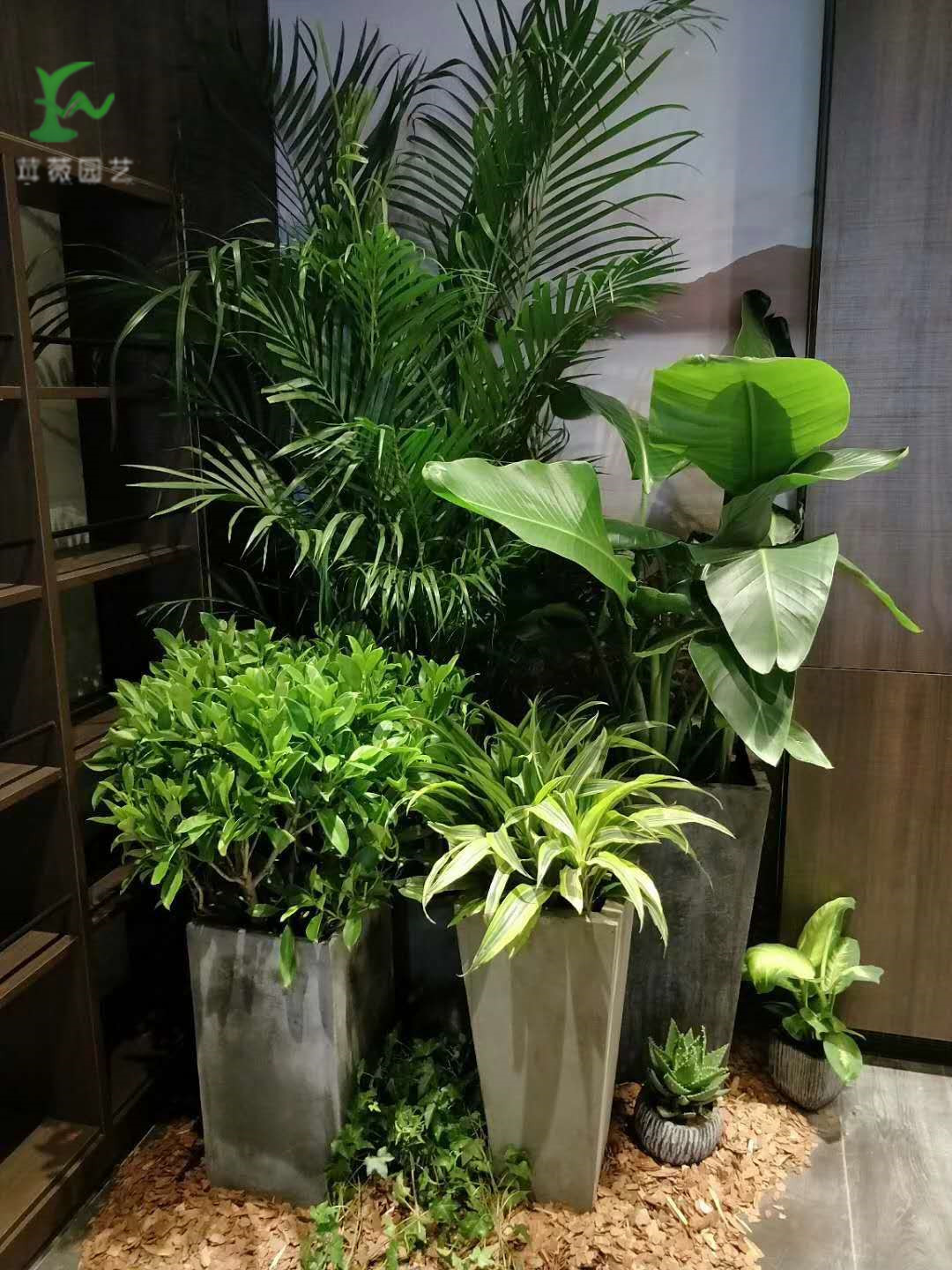 室内不适合那些植物花卉-茸薇供