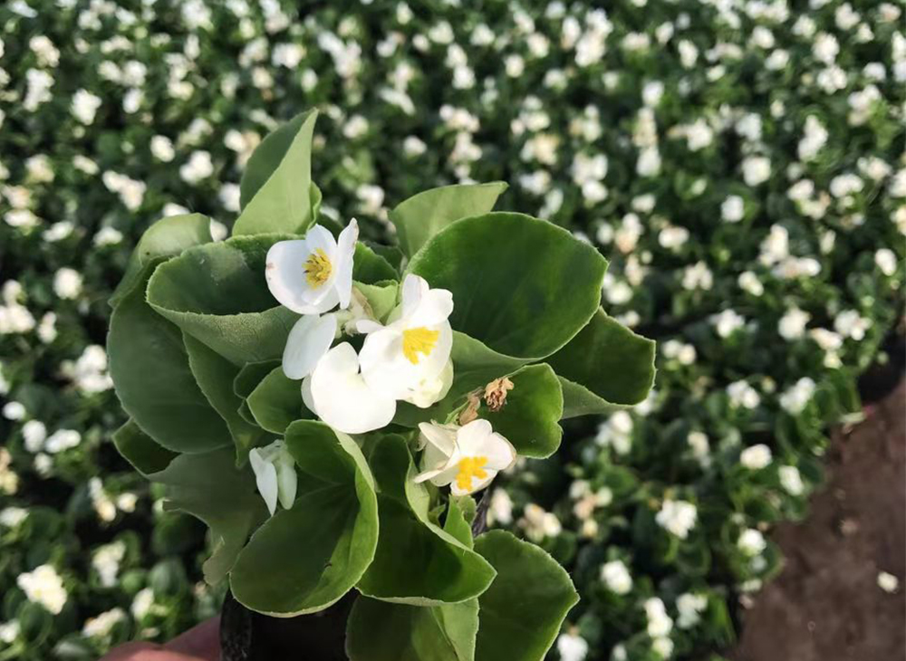 绿叶白花四季海棠