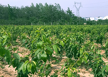 河南大樱桃基地