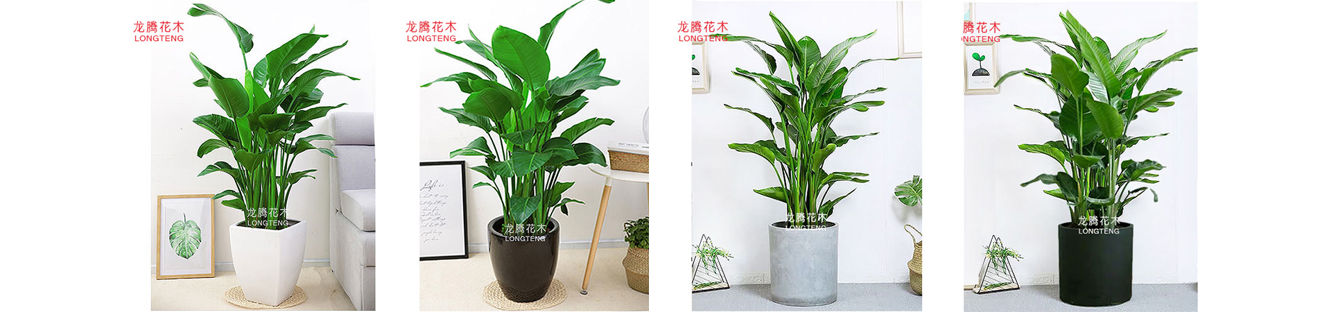 綠植