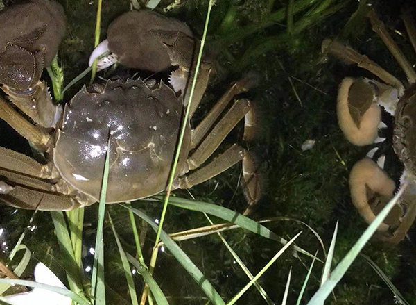 美中樂大閘蟹（水上高爾夫大閘蟹）