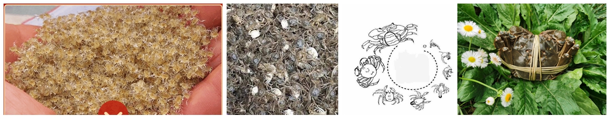 上海宏春大閘蟹生長過程