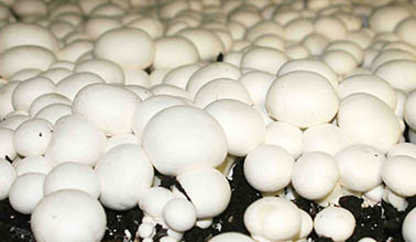 食用菌菇房节能