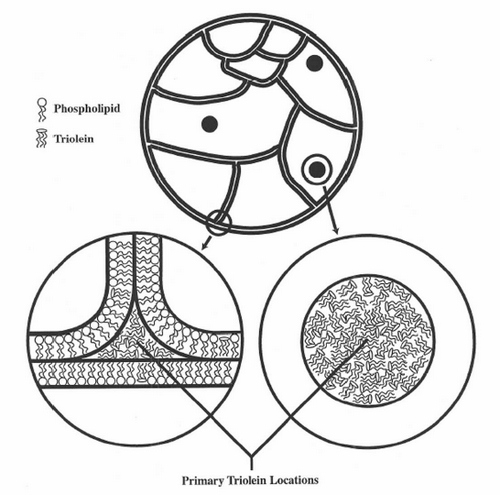 布比卡因脂質(zhì)體注射混懸液