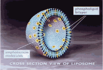 兩性霉素B脂質(zhì)復(fù)合物,脂質(zhì)體