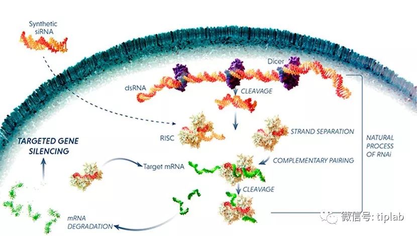  AVT給您分享：siRNA藥物ONPATTRO的開(kāi)發(fā)者Alnylam -艾偉拓（上海）醫(yī)藥科技有限公司