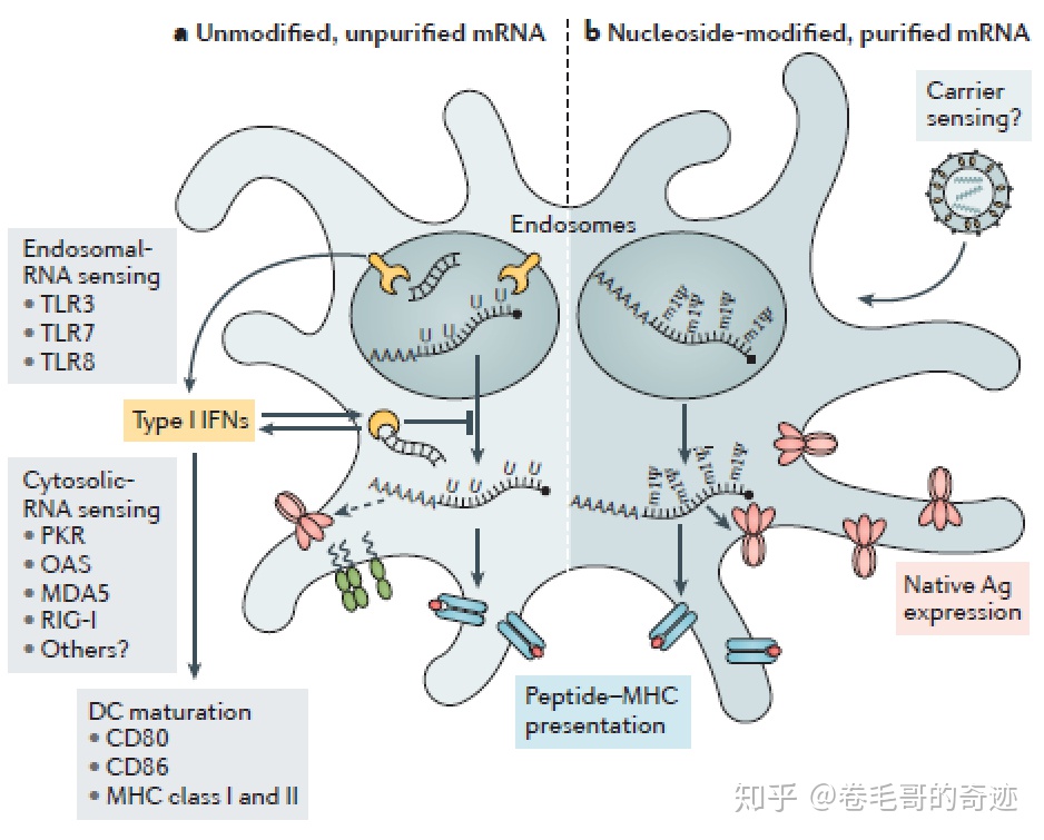  具有更強(qiáng)免疫原性的mRNA疫苗你了解多少？（上） -艾偉拓（上海）醫(yī)藥科技有限公司